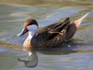 White-Cheeked Pintail (WWT Slimbridge April 2011) - pic by Nigel Key